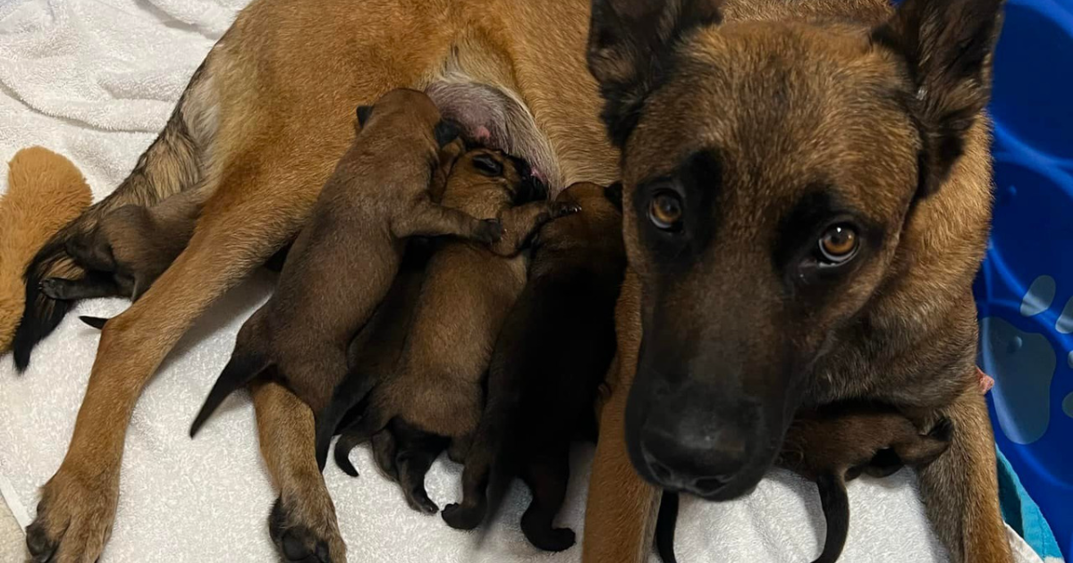 Zoey and Puppies